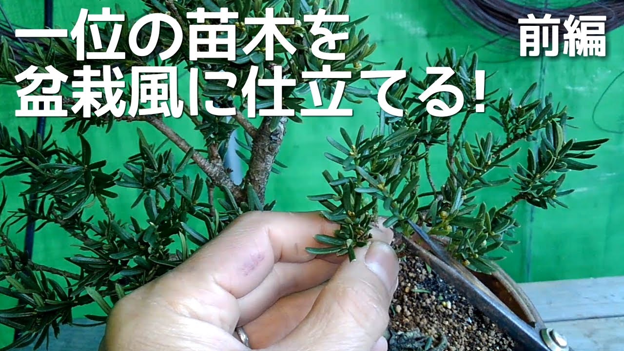 Transforming the top seedling into a bonsai! Part 1 - YouTube