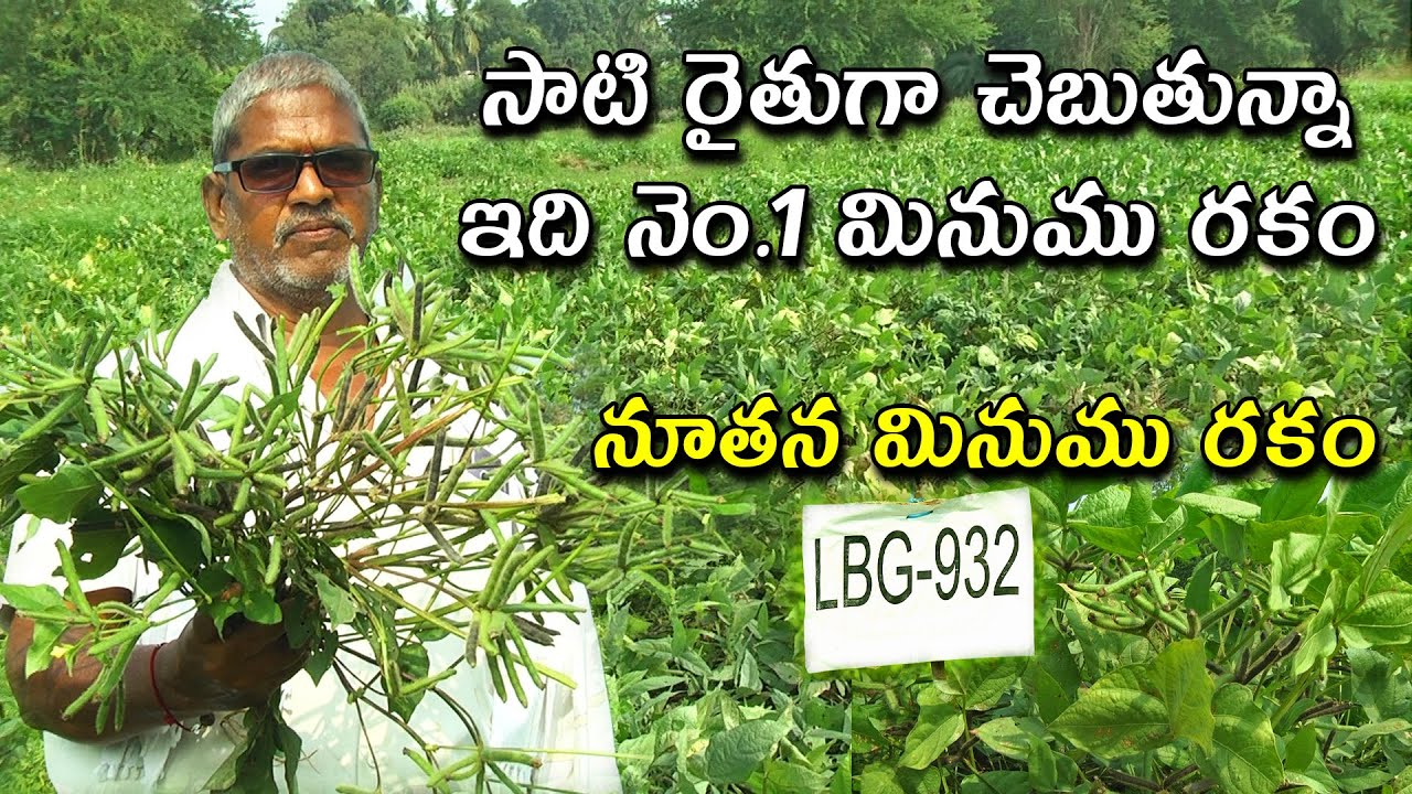 నూతన మినుము రకం ఎల్.బి.జి - 932 || దిగుబడి సామర్ద్యం ఎకరాకు 10 నుండి 12 క్వింటాళ్లు ||Karshaka Mitra