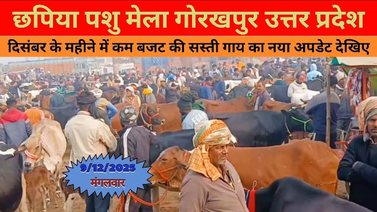 दिसंबर के महीने में कम बजट की सस्ती गाय का नया अपडेट देखिए | Chhapiya Pashu Mayla Gorakhpur Up