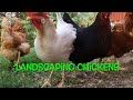 Chickens Chickens and more Chickens #chickens #landscape #chicken#youtubeshorts