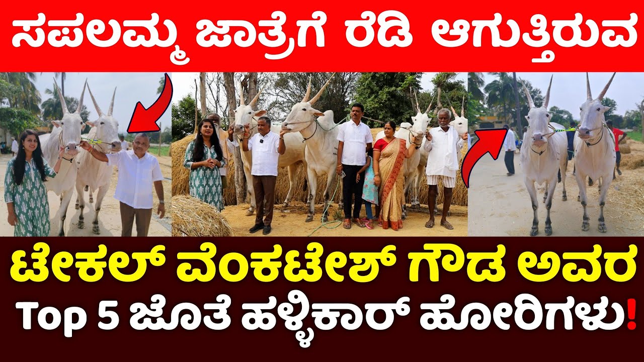 ಸಪಲಮ್ಮ ಜಾತ್ರೆ ಕಮಿಟಿಯಲ್ಲಿ ಗೆದ್ದ ರಾಸುಗಳಿಗೆ ಟೇಕಲ್ ವೆಂಕಟೇಶ್ ಅವರಿಂದ ಚಿನ್ನ ಇವರ ಚಪ್ಪರದಲ್ಲಿ ಪ್ರತಿದಿನ ಅನ್ನದಾನ