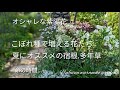 【梅雨〜夏へ】オシャレな紫陽花/こぼれ種で増える花たち/夏のオススメ宿根.多年草/命の時間...