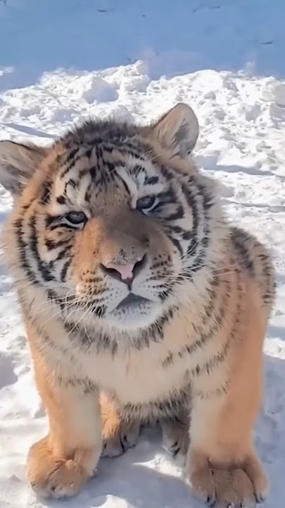 Siberian Tiger #cute #animals
