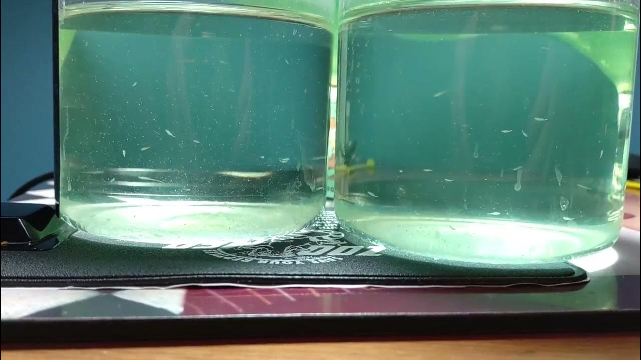 Throwback Raising SeaMonkeys in Jars from Hobby Lobby January 2021