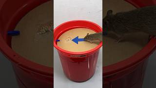 The Simplest Homemade Mouse Trap Idea // Mouse Trap 2 #Rattrap #Rat #Mousetrap #Shorts