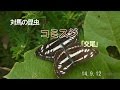 コミスジ「交尾」 140912