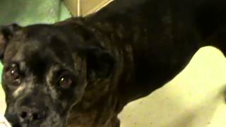 Blanche- Boxer
