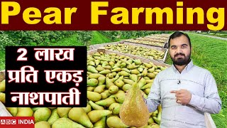 Pear Farming । Nashpati ki kheti | Nashpati farming | Pear Fruit | Pear Faming Income | नाशपाती खेती screenshot 1