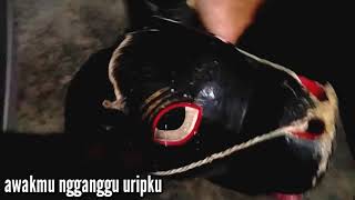 Download lagu Video lucu untuk WA gokil banget Video lucu untuk WA gokil banget