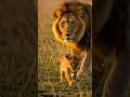 Mufasa Simba Father And Son Moments Thelionking Animals Simba Mufasa Mufasa Simba Father And Son Moments Thelionking Animals Simba Mufasa