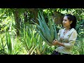 Cooking Aloe Vera Plant in my homeland - Polin Lifestyle
