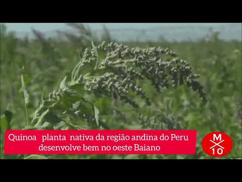 Como Germinar Quinoa Em Casa