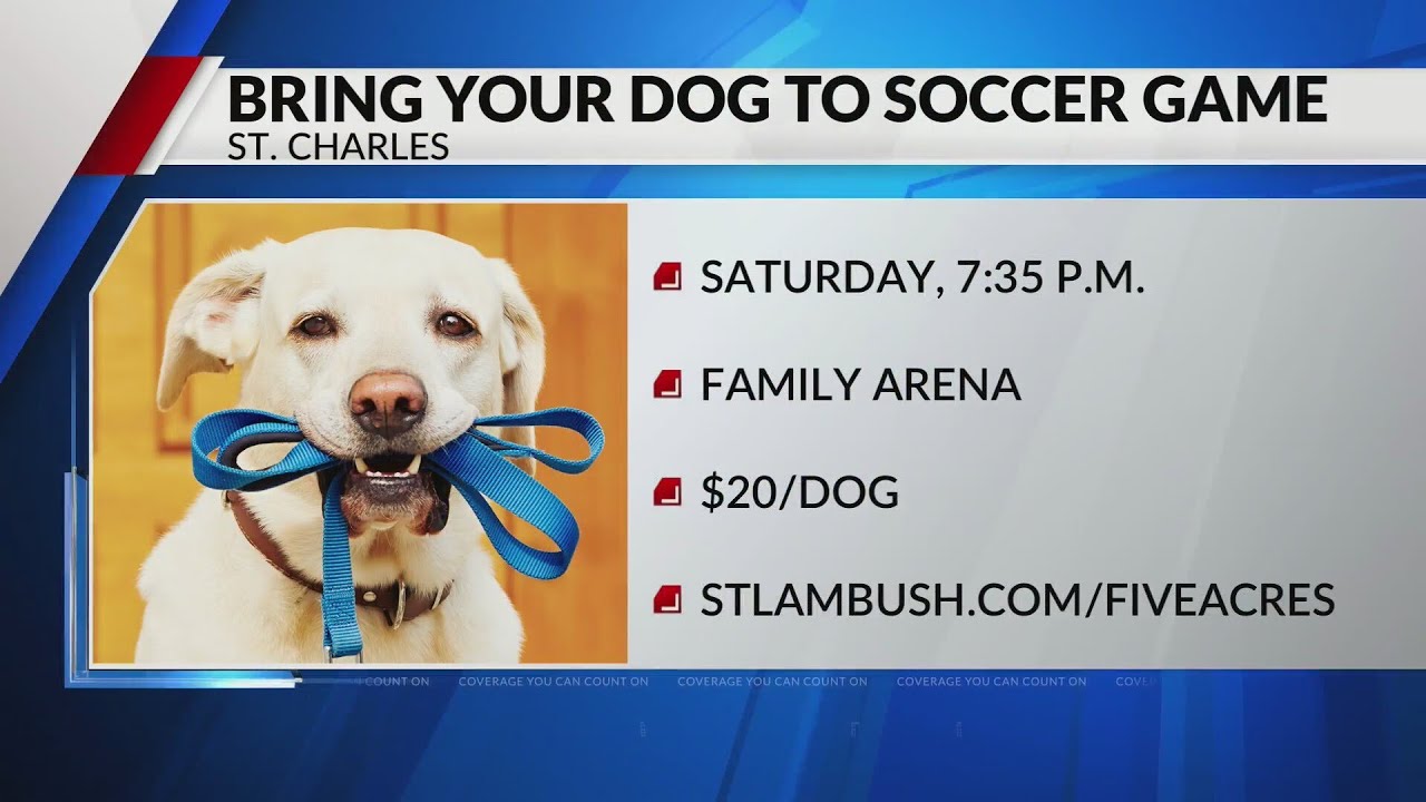 Bring your dog to soccer game happening Saturday night YouTube