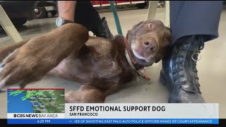 San Francisco Fire Department welcomes new emotional-support fire dog