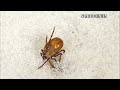 THE BRUTAL BATTLE OF THREE ANT LIONS AND THE TICK! [Live feeding!]