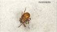 The Fascinating World of Antlion Larvae ile ilgili video