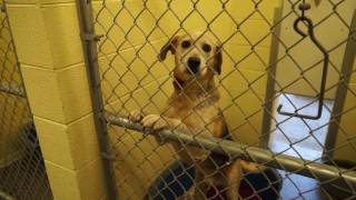 Carter County Animal Shelter, Feb 15