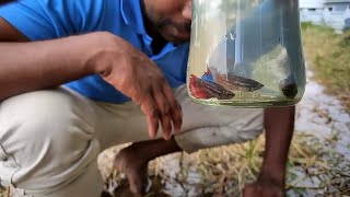 Searching for Betta Fish 😮 Did We Find One?/Tamil /JENISH KJ