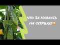 Что за напасть на огурцах?🥒😳