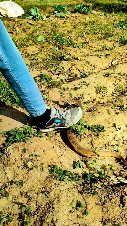 Big Russell's Viper bite #cobra #snakes #shortsfeed #shortsviral #shorts #short #reels #shortsviral