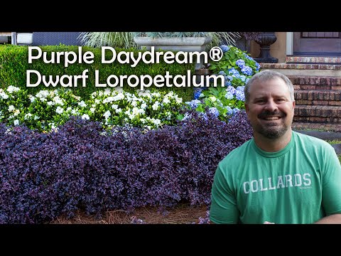 Video: Dwarf Purple Leaf Persikkapuut: Opi persikoista, joissa on punertavan purppuralehtiä