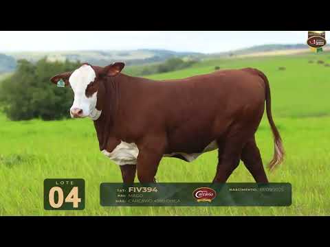 LOTE 04   TAT FIV394 F Braford