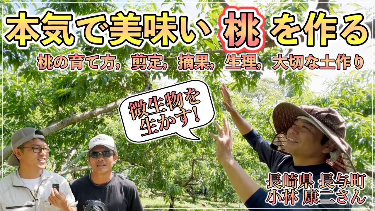 【超必見!!】本気で桃を育てる！桃の作り方，剪定，摘果，管理，木の生理的側面，大事な土作りなど完全解説！【長崎県 小林果樹園 小林康二さん１】