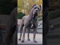 Esse cachorro não precisa fazer barulho #curiosidades #animais #bichos