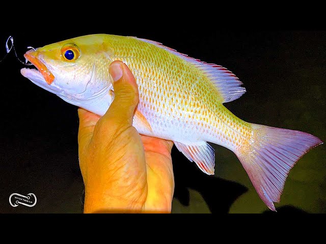 5 TIPS TO CATCH MORE MANGROVE SNAPPER FROM THE BEACH 