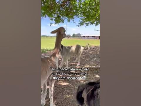 Why is everyone acting weird towards the alpacas? Including Judge our