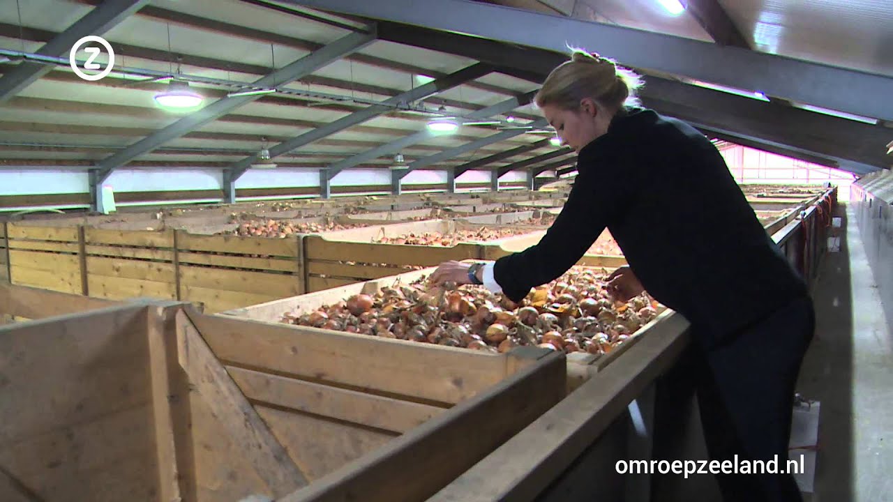 Uienexporteur Kruiningen houdt EU in de gaten