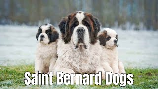 Saint Bernard Dogs | Everything You should Know About @SecretsDoggoTales