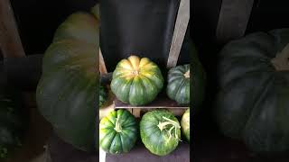 выращивание тыквы / тыква