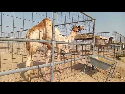 کرار اخو سیاف العاصفه