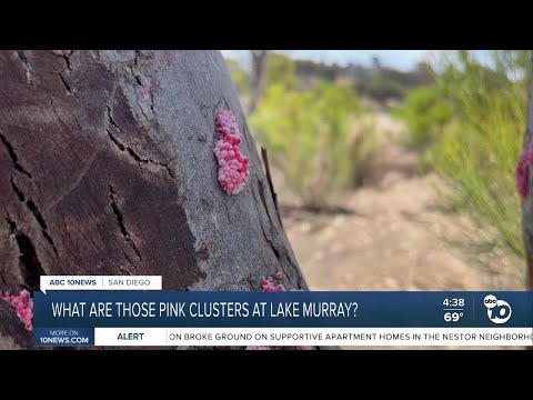What are those pink clusters at Lake Murray?