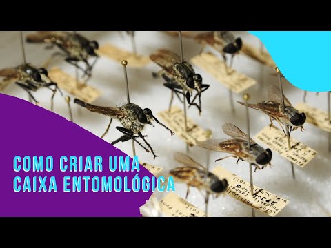 Proj. Ensino: a caixa entomológica