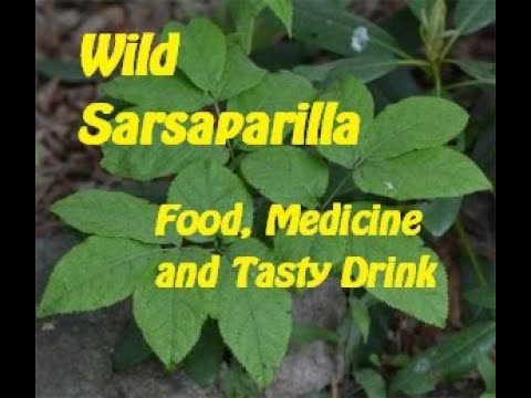 야생 Sarsaparilla-음식, 약 및 맛있는 음료