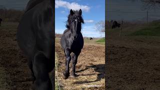 Big man coming through! #horse #stud #stallion #blackstallion #percheron #workhorse #farm #equine