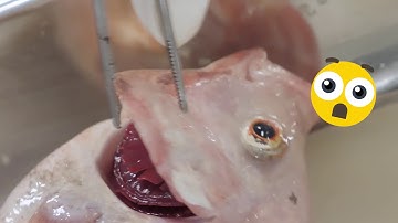 JK & Mike Campus Video #2 CAVS