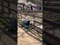 【近すぎ注意!?】動物たちと至近距離で触れ合える六甲山牧場🐏 #shorts #子連れお出かけ