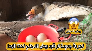 تجربه جديده بالقناة ترقيد بيض الدجاج ?تحت الوزه ?