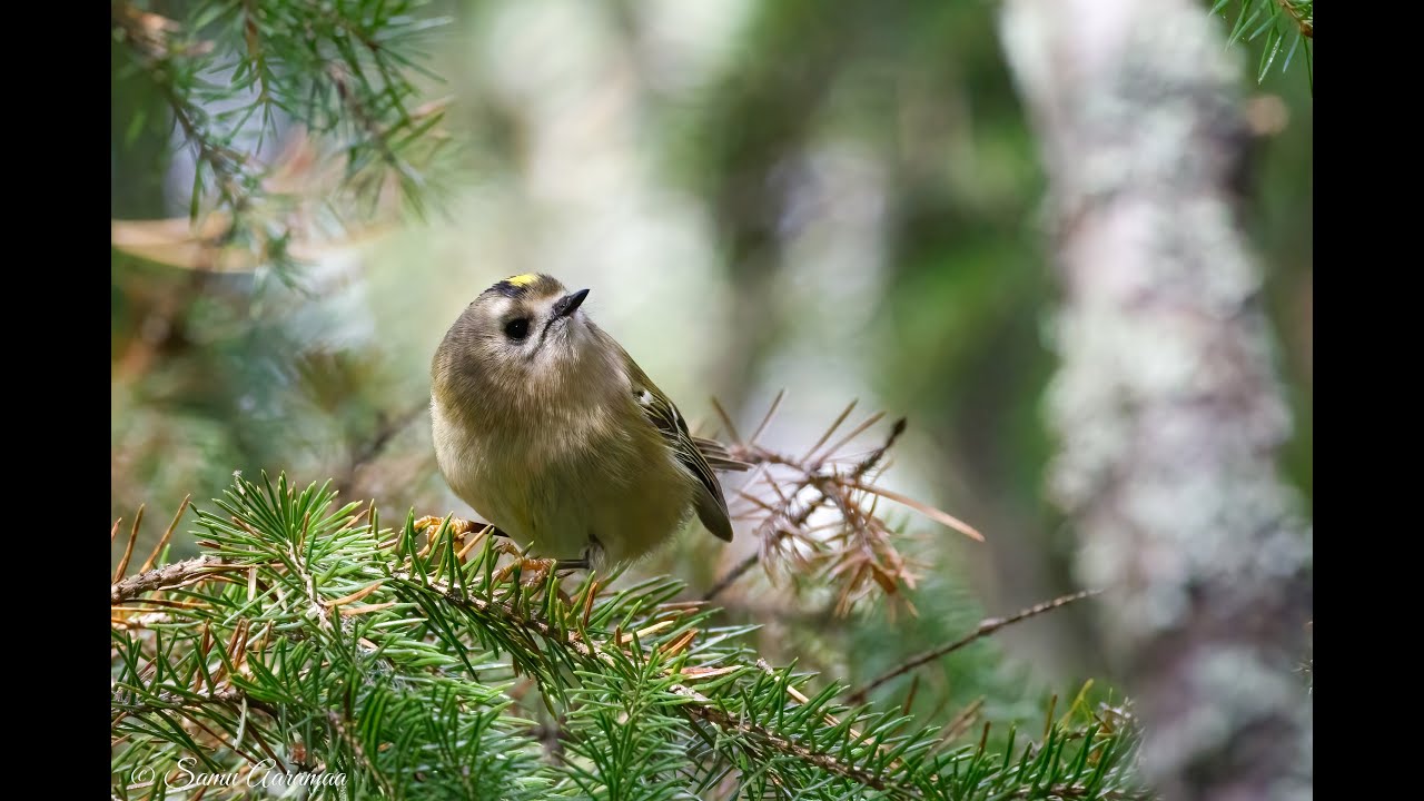 Luontokuvausta Seinäjoen Kattilavuoressa ja lähialueella / Nature photography in Seinäjoki, Finland