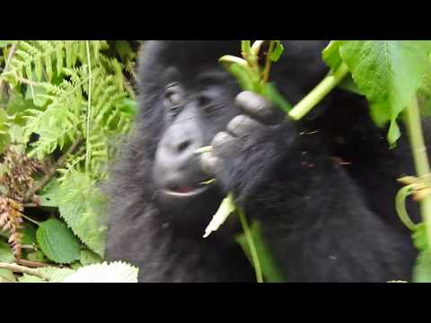 Video: Vedere I Gorilla E Risparmiare Denaro In Ruanda [Community Voice] - Matador Network