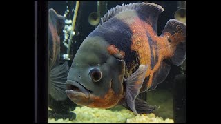 I Made A HUGE Mistake When I Bought This Fish!