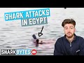 Egypt shark attacks shark scientist opinion