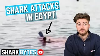 Egypt Shark ATTACKS: Shark Scientist Opinion