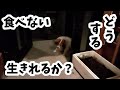 【どうしたらいい？】約1週間、ほとんど、ご飯を食べません。