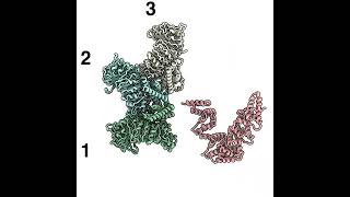 A plant pathogen effector blocks stepwise assembly of a helper NLR resistosome