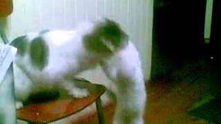 pelea de gatos aww s