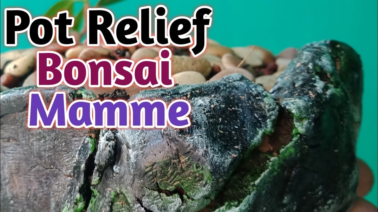 Cara Mudah Membuat pot  Relief  bonsai  mamme bonsaitree 